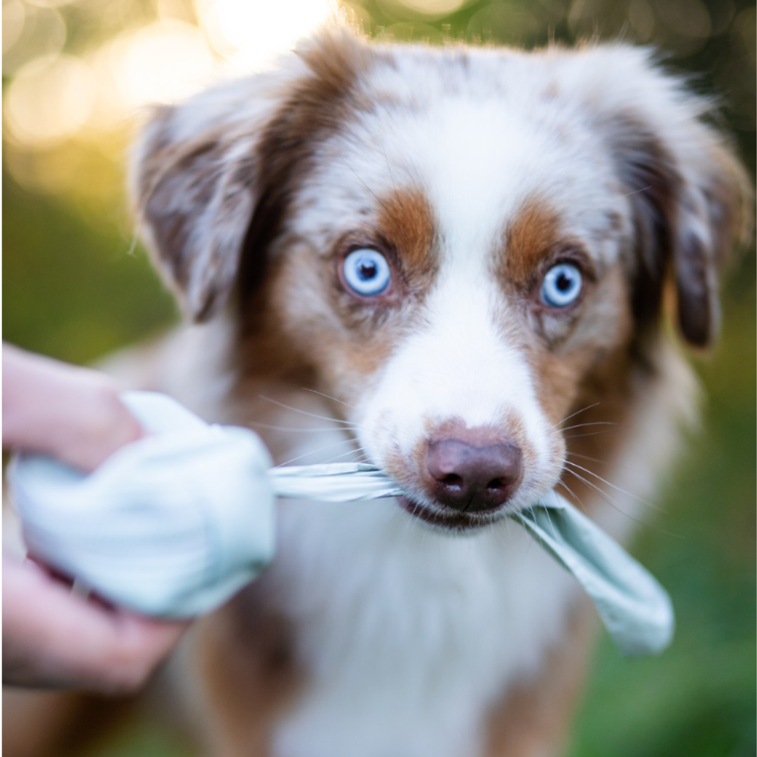 ENVIRONMENTALLY FRIENDLY DOG POOP BAGS
