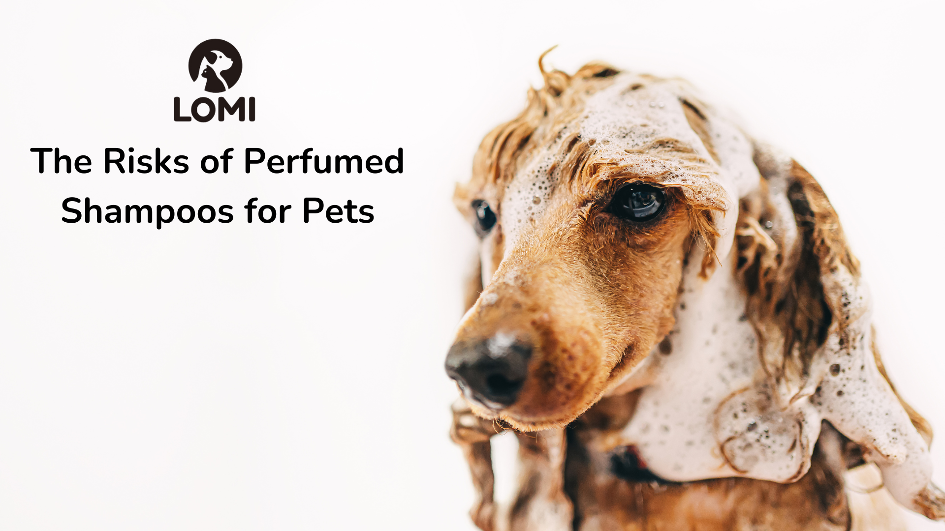 Lomi Icon The Risks of Perfumed Shampoos for Pets – LOMI Petcare