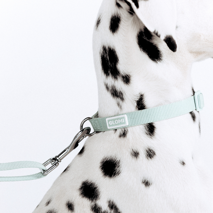 EcoComfort Dog Collar & Multi-Leash Set