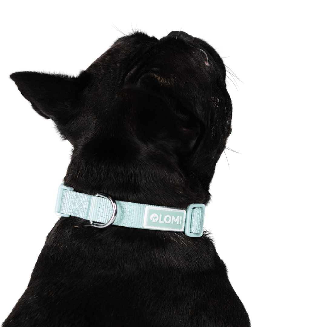 EcoComfort Dog Collar & Multi-Leash Set