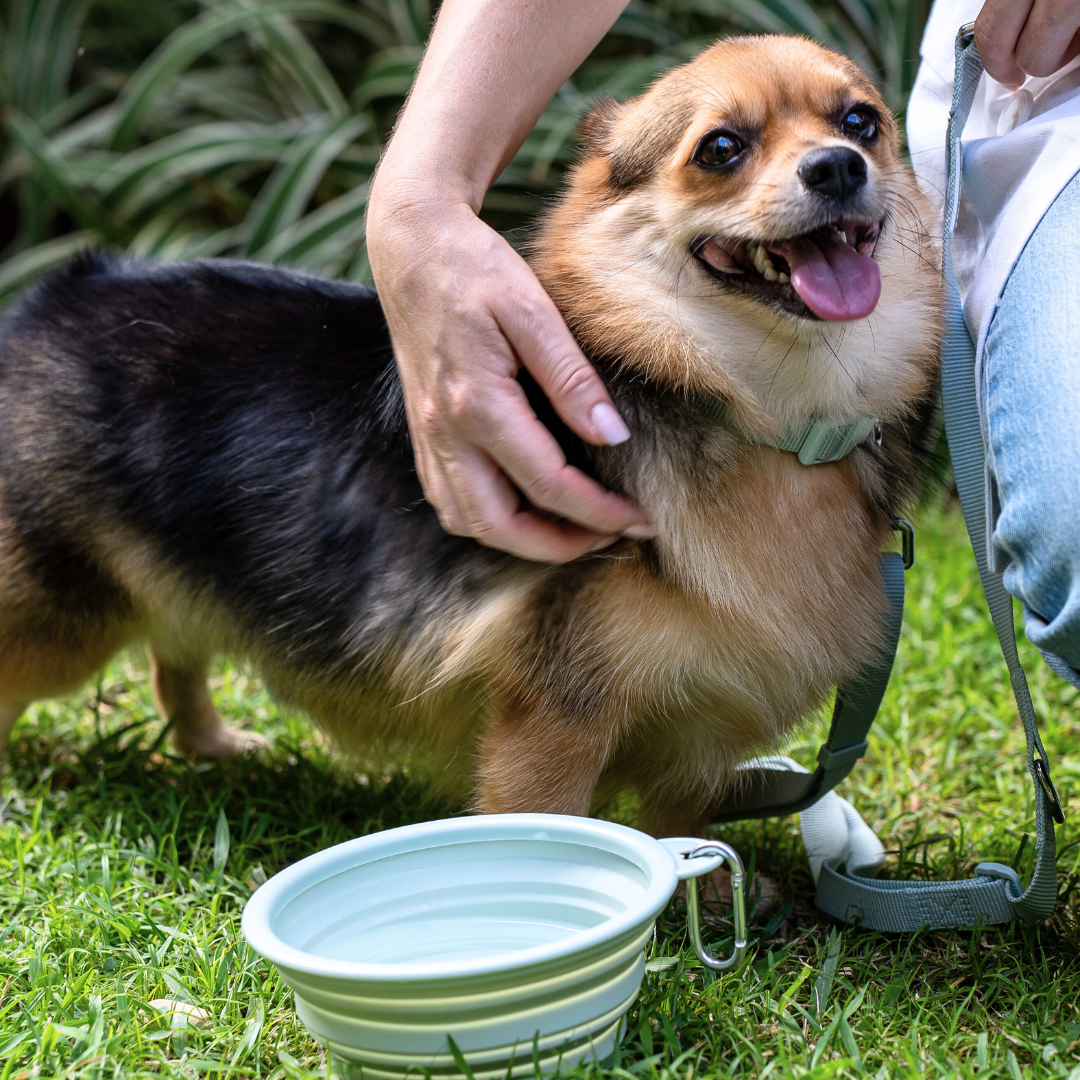 CarryMe! Hopfällbar Mat & vattenskål för hund