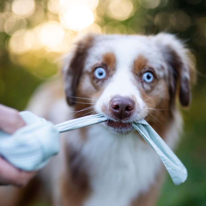 ENVIRONMENTALLY FRIENDLY DOG POOP BAGS 