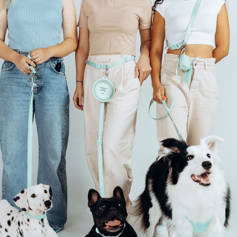 EcoComfort Hundhalsband & Multikoppel Set