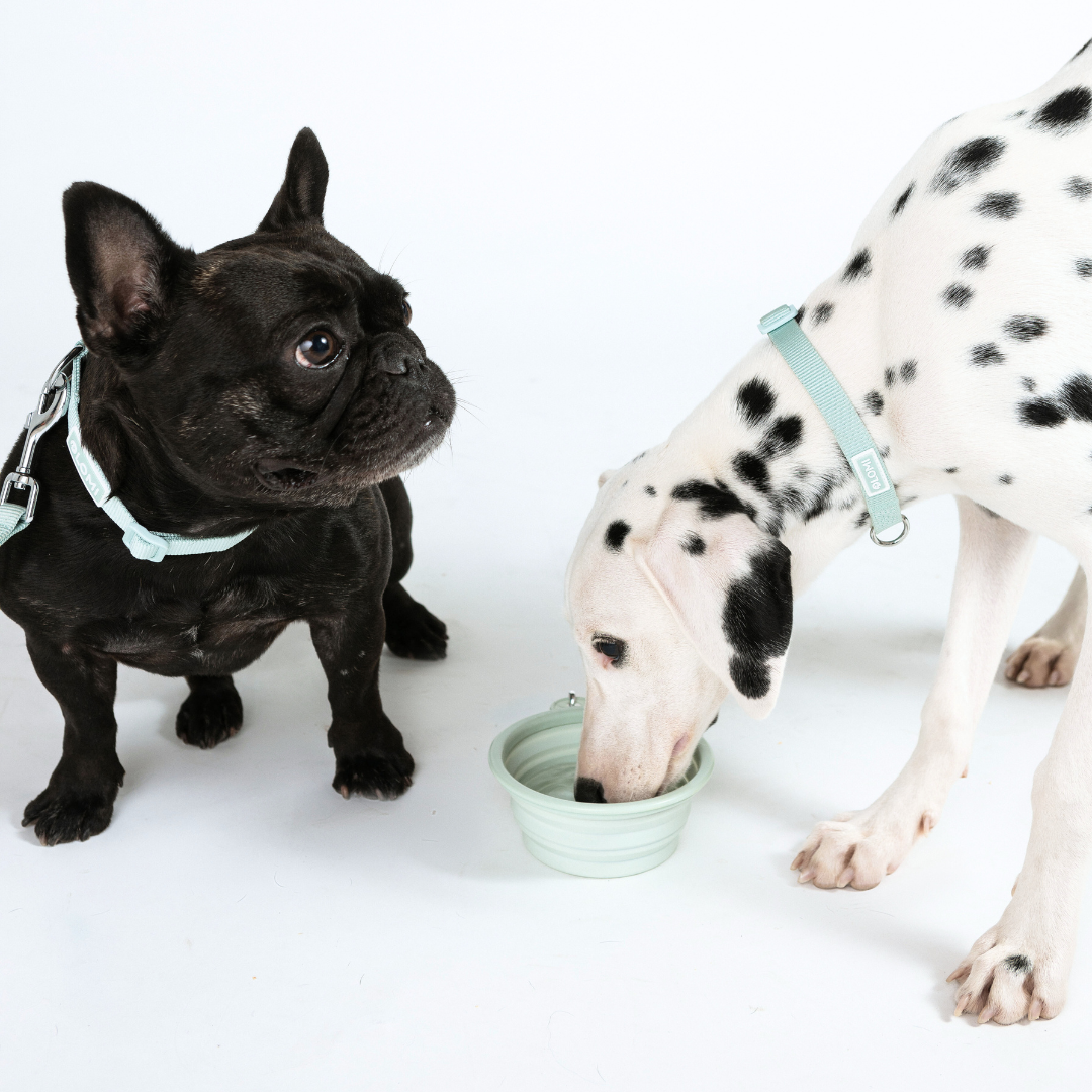 CarryMe! Portable Water & Food Bowl for dog